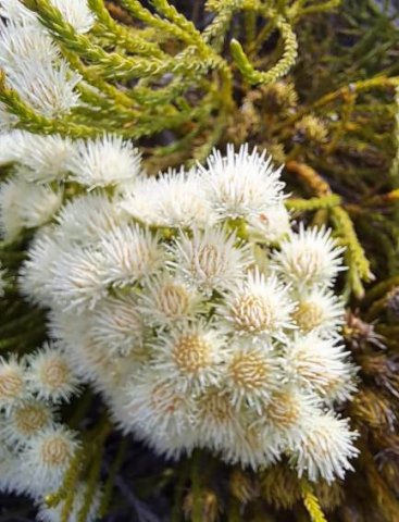Brunia paleacea old flowerhead colouring